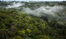 Déclarer la forêt amazonienne bien commun de l’humanité, une idée pas si neuve